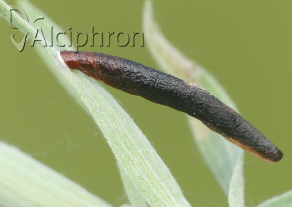 Coleophora albitarsella