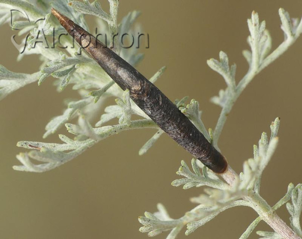 Coleophora albitarsella