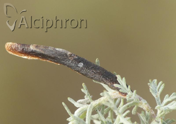 Coleophora albitarsella