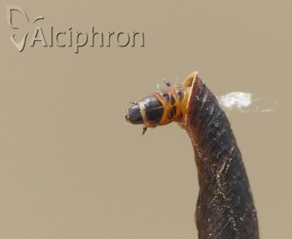 Coleophora albitarsella