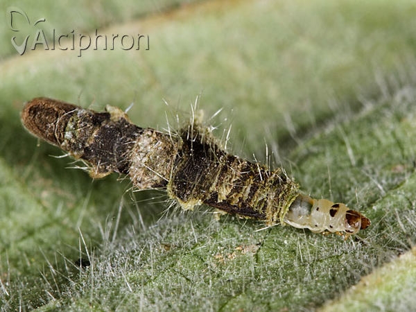 Coleophora lineolea