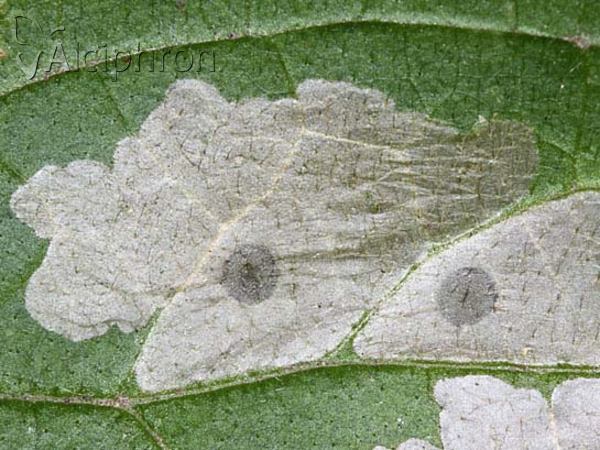 Coleophora lineolea