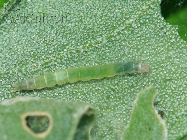 Scythris sinensis