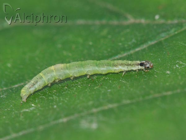 Scythris sinensis