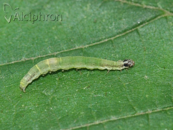 Scythris sinensis
