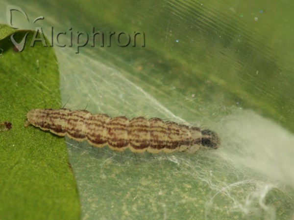 Scythris sinensis