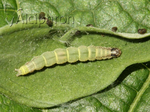 Scythris limbella
