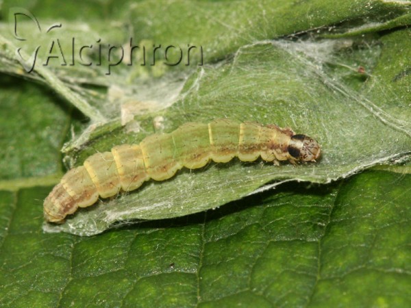 Scythris limbella