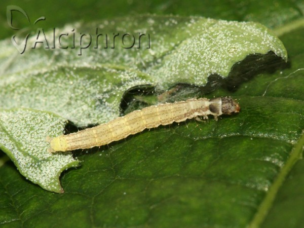 Scythris limbella