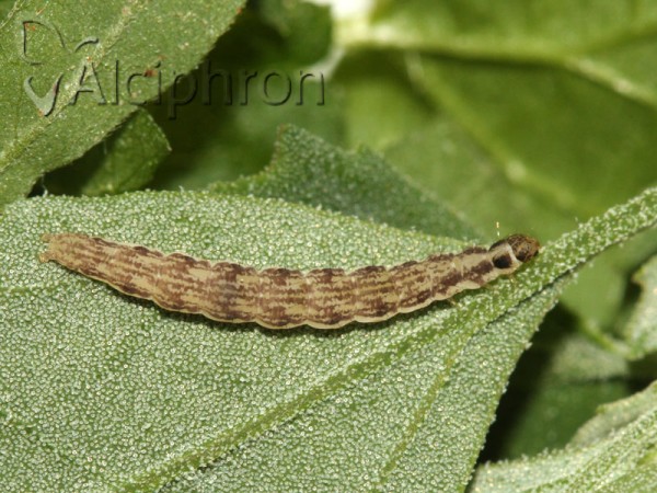 Scythris limbella