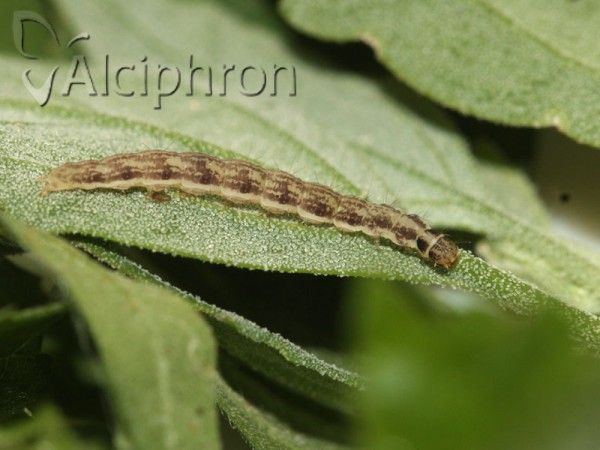 Scythris limbella