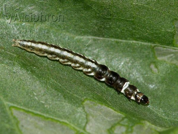 Helcystogramma triannulella