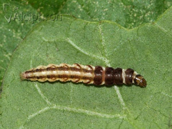 Helcystogramma triannulella