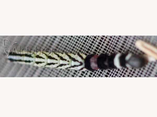 Helcystogramma rufescens