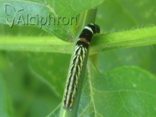 Helcystogramma rufescens