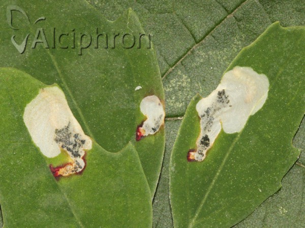 Chrysoesthia sexguttella