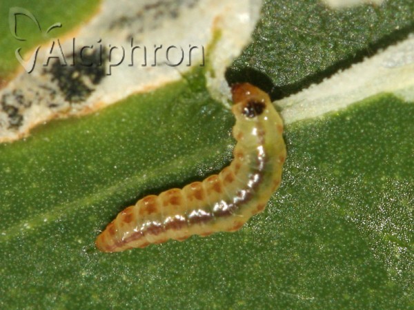 Chrysoesthia sexguttella