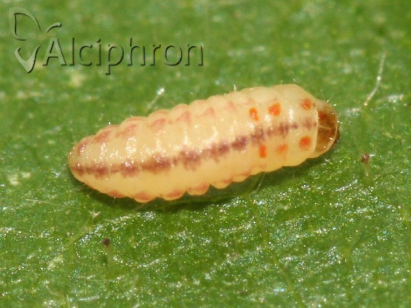 Chrysoesthia sexguttella