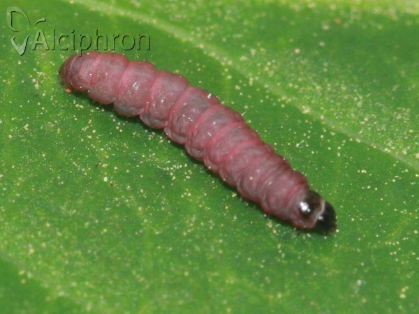 Recurvaria nanella