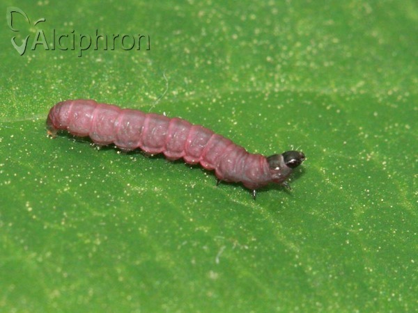 Recurvaria nanella