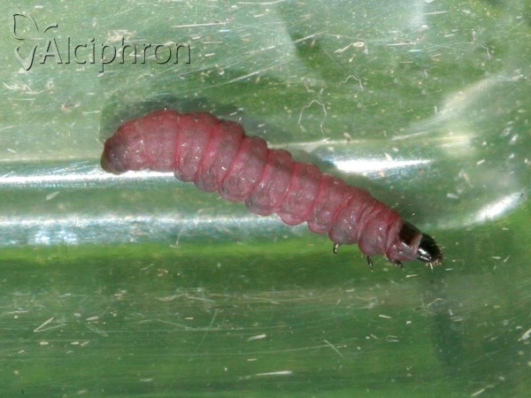 Recurvaria nanella