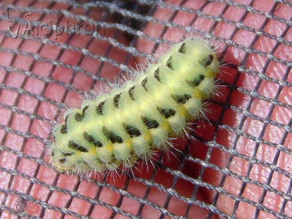 Zygaena carniolica