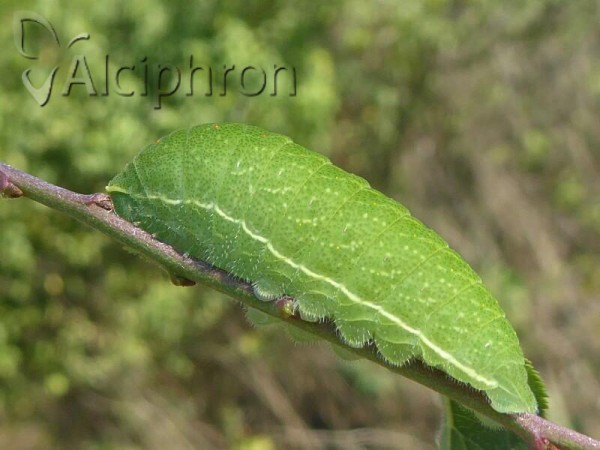 Iphiclides podalirius