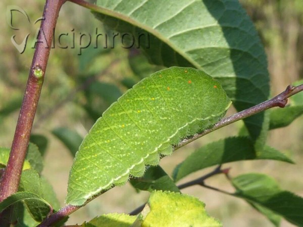 Iphiclides podalirius