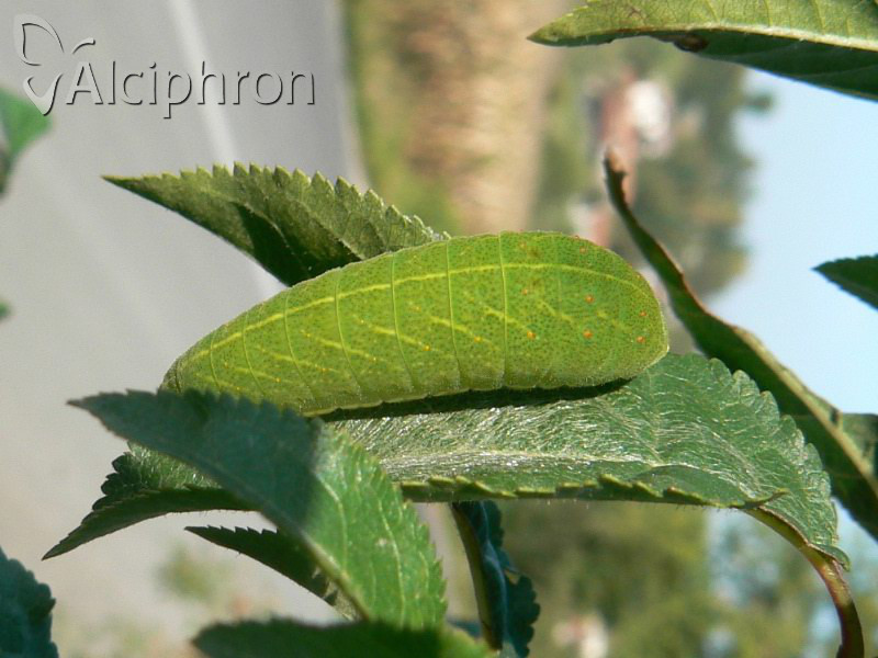 Iphiclides podalirius