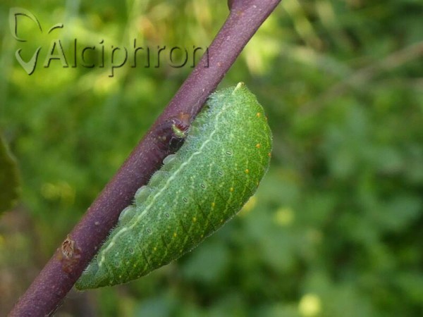 Iphiclides podalirius