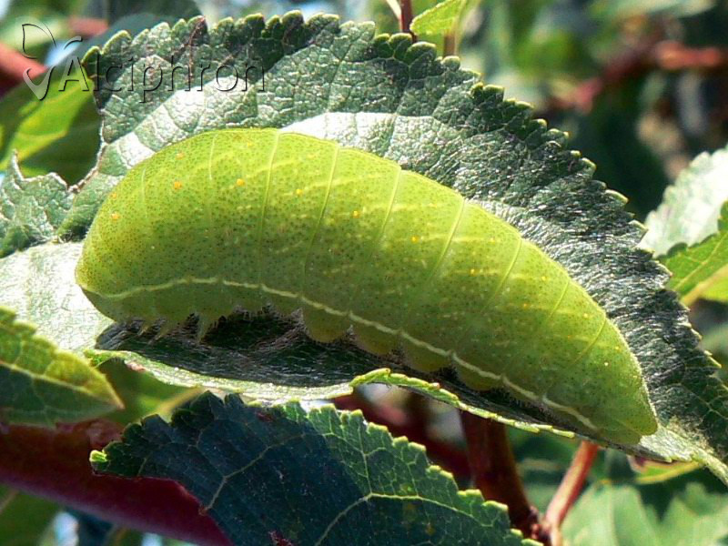 Iphiclides podalirius