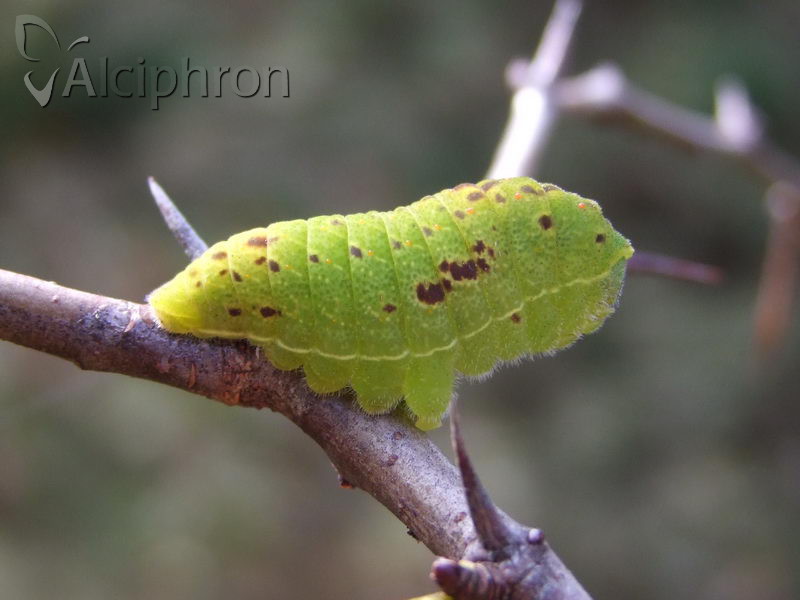 Iphiclides podalirius