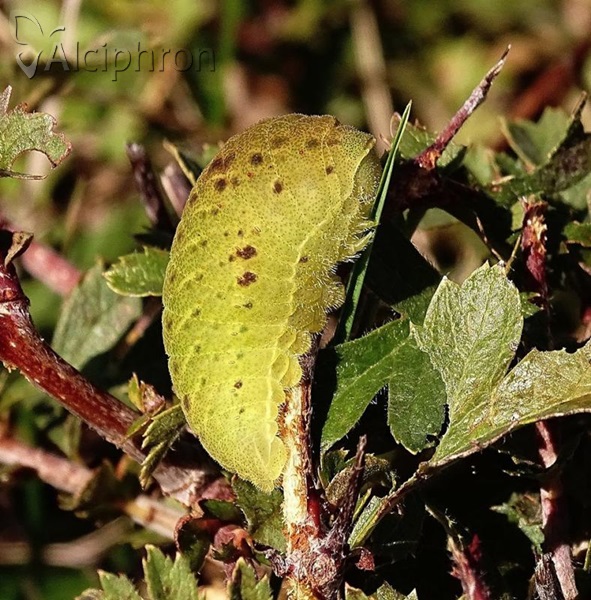 Iphiclides podalirius