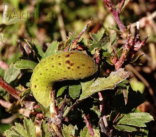 Iphiclides podalirius
