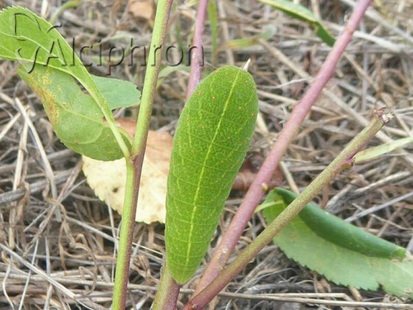 Iphiclides podalirius