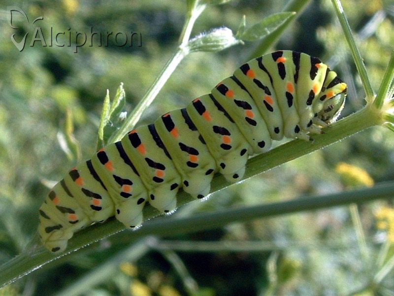 Papilio machaon