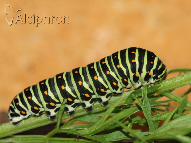 Papilio machaon