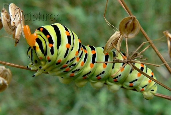 Papilio machaon