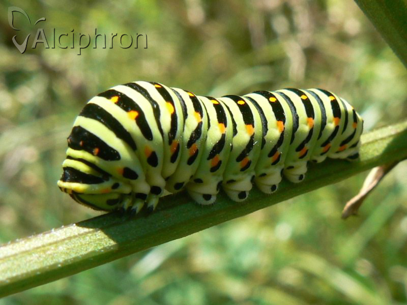 Papilio machaon