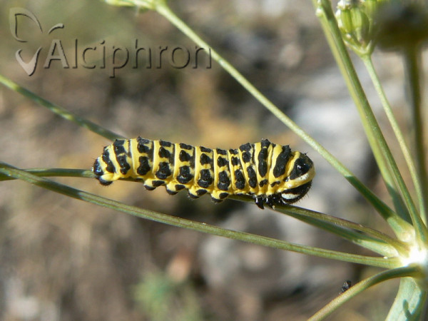 Papilio alexanor