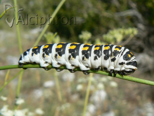 Papilio alexanor