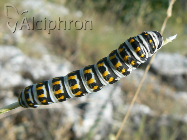 Papilio alexanor