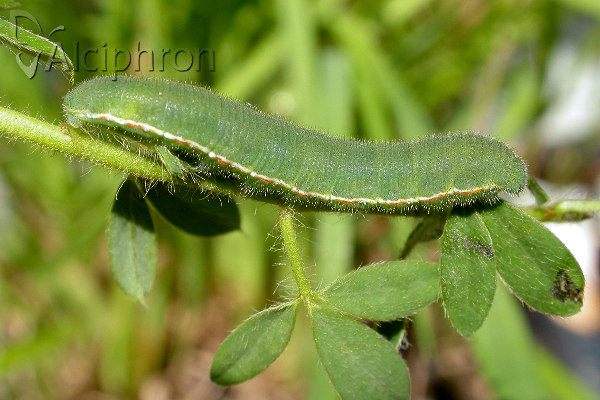 Colias myrmidone