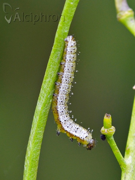 Anthocharis cardamines