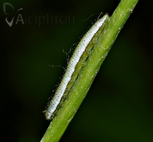 Anthocharis cardamines