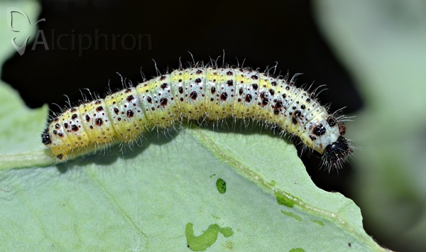 Pieris brassicae