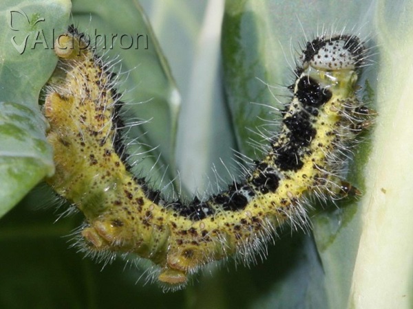 Pieris brassicae
