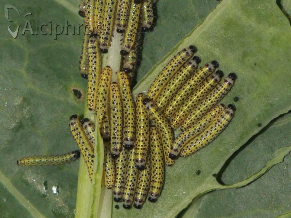 Pieris brassicae