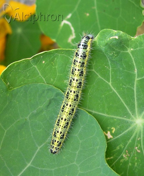 Pieris brassicae