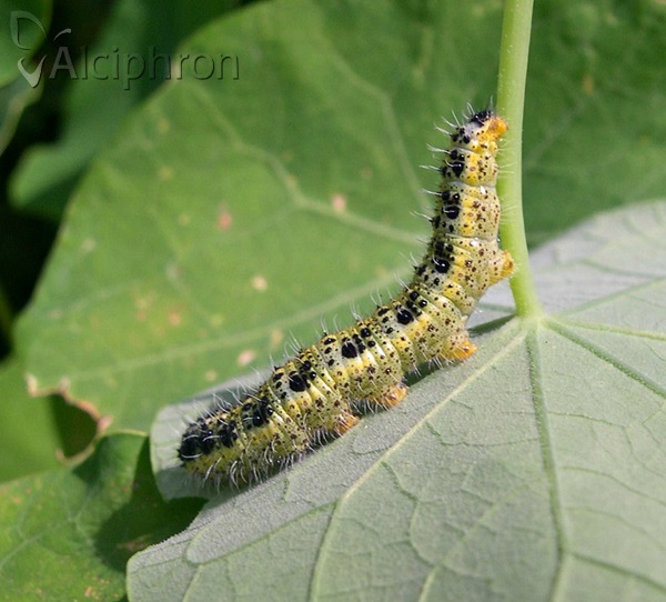 Pieris brassicae